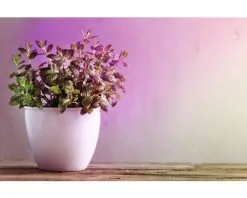 PAULMANN LED Grow Green Plantenlamp E27/6,5W PAR38 -LED-lampen Lamp Bulb Shop DV 8 10257754 04 4c AT 20221222084651